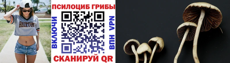 Псилоцибиновые грибы Psilocybe  Балей 